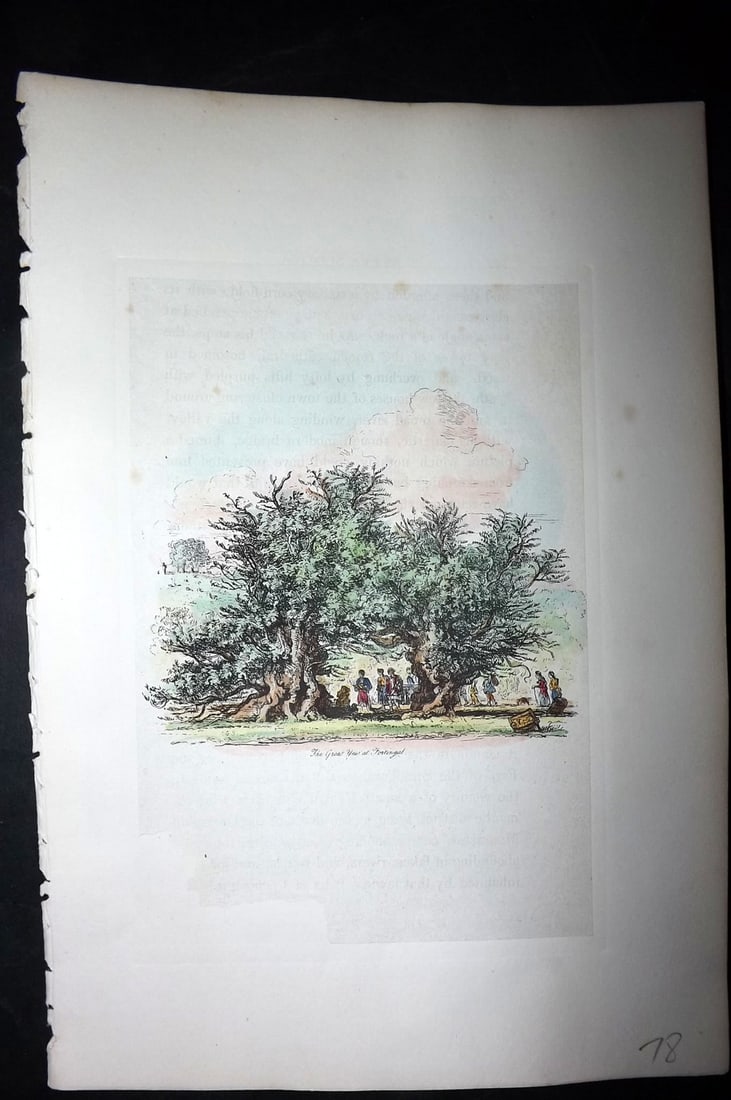Strutt, Jacob George 1830 Hand Colored Tree Print (1 of 2)