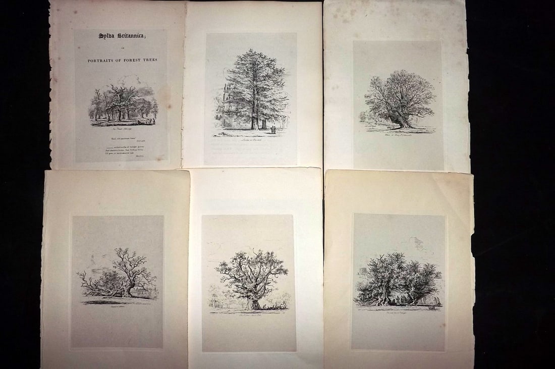 Strutt, Jacob George 1830 Lot of 6 Etchings of Trees (1 of 2)