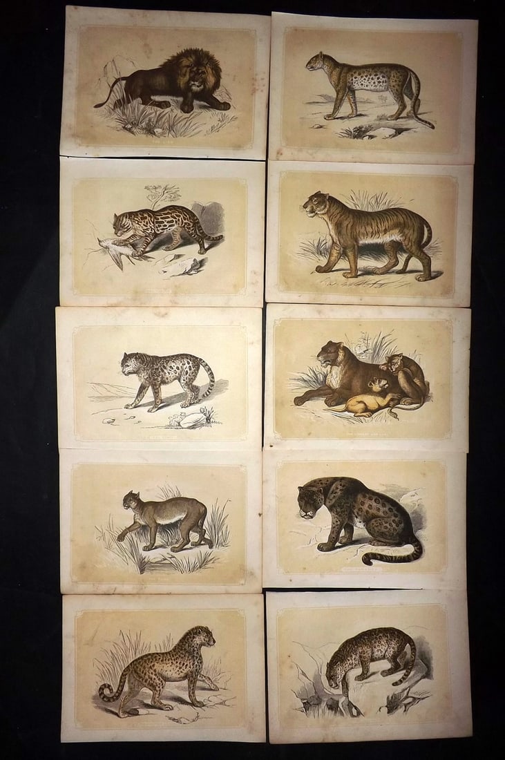 Bicknell, W. I. 1851 Lot of 10 Antique Prints. Big Cats (1 of 2)