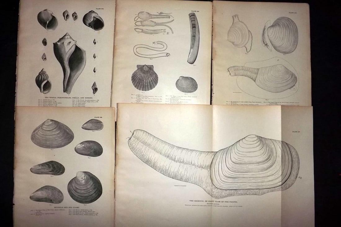 Goode, George Brown 1884 Lot of 5 Prints. Shells, USA (1 of 2)