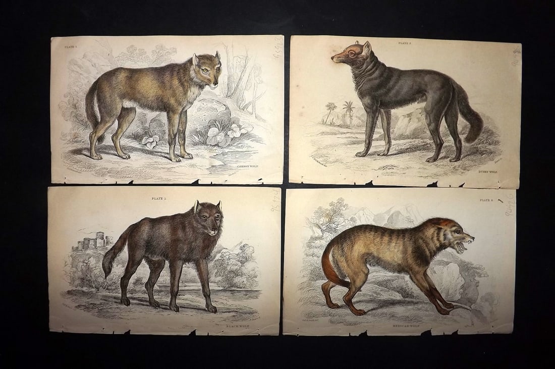 Jardine, William C1840 Lot of 4 Hand Col Prints. Wild Dogs (1 of 2)