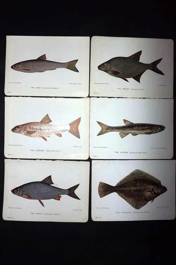 Maxwell, Herbert C1907 Lot of 6 Antique Fish Prints (1 of 2)