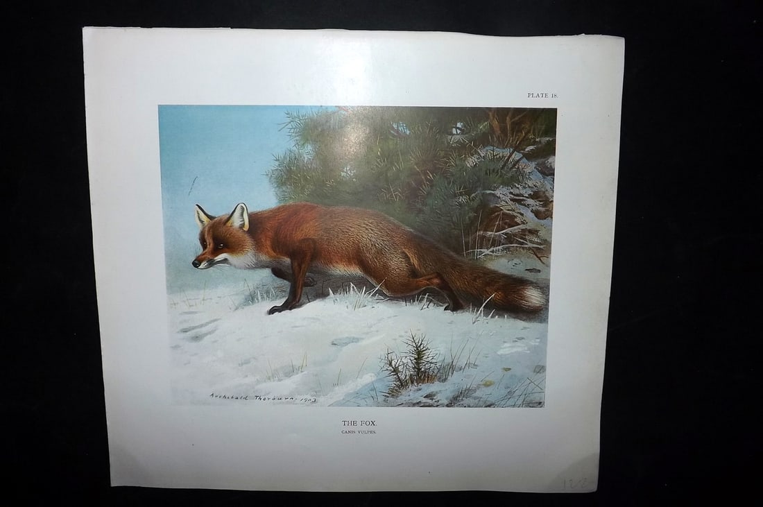 Millais, John 1904 Rare Folio Print. Fox (1 of 1)