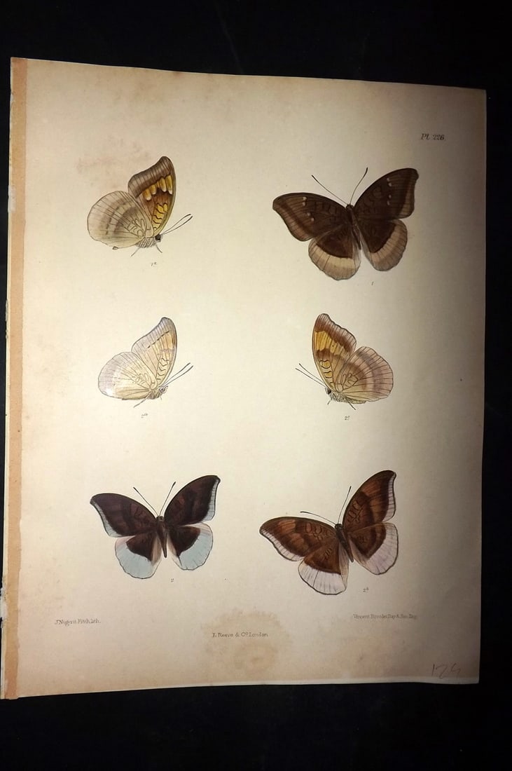 Moore, Frederic 1890's Rare Hand Col India Butterfly Print 226: Hand Colored Lithograph Published 1890-1913, London for "Lepidoptera Indica" by Frederic Moore. Fine hand colour heightened with Gum Arabic. Paper Size: 11.5 x 8.5 inch (29 x 22cm) Minor background to
