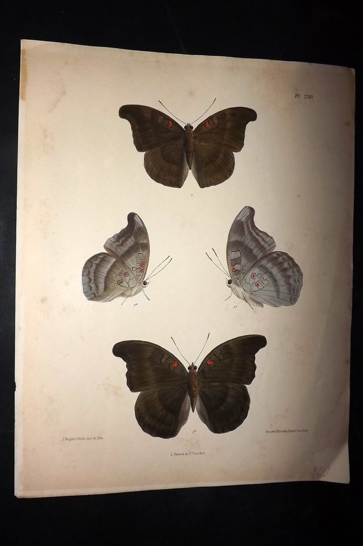 Moore, Frederic 1890's Rare Hand Col India Butterfly Print 230: Hand Colored Lithograph Published 1890-1913, London for "Lepidoptera Indica" by Frederic Moore. Fine hand colour heightened with Gum Arabic. Paper Size: 11.5 x 8.5 inch (29 x 22cm) Some toning and min