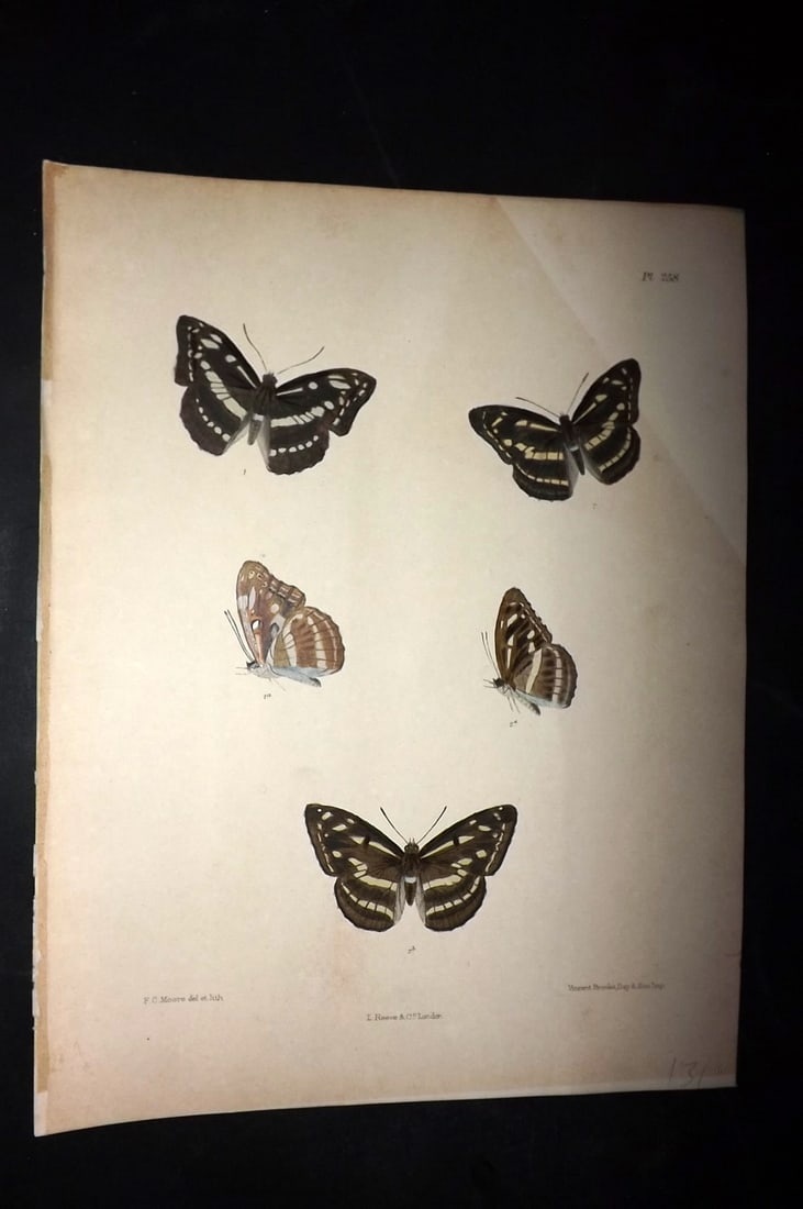 Moore, Frederic 1890's Rare Hand Col India Butterfly Print 258: Hand Colored Lithograph Published 1890-1913, London for "Lepidoptera Indica" by Frederic Moore. Fine hand colour heightened with Gum Arabic. Paper Size: 11.5 x 8.5 inch (29 x 22cm) Minor background to