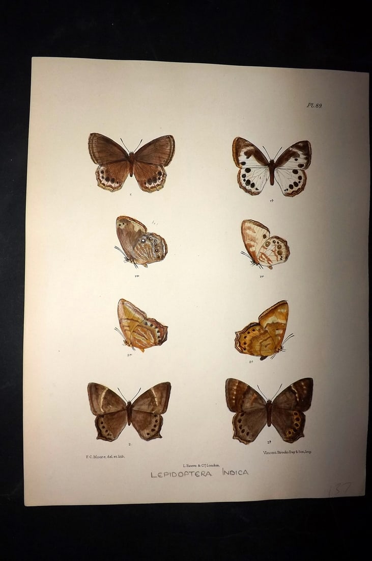 Moore, Frederic 1890's Rare Hand Col India Butterfly Print 89: Hand Colored Lithograph Published 1890-1913, London for "Lepidoptera Indica" by Frederic Moore. Fine hand colour heightened with Gum Arabic. Paper Size: 11.5 x 8.5 inch (29 x 22cm) Good Condition