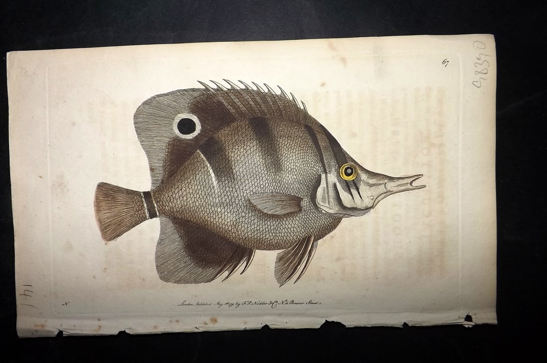 Shaw & Nodder 1789 Hand Col Print. Jaculator or Shooting Fish 67 (1 of 1)