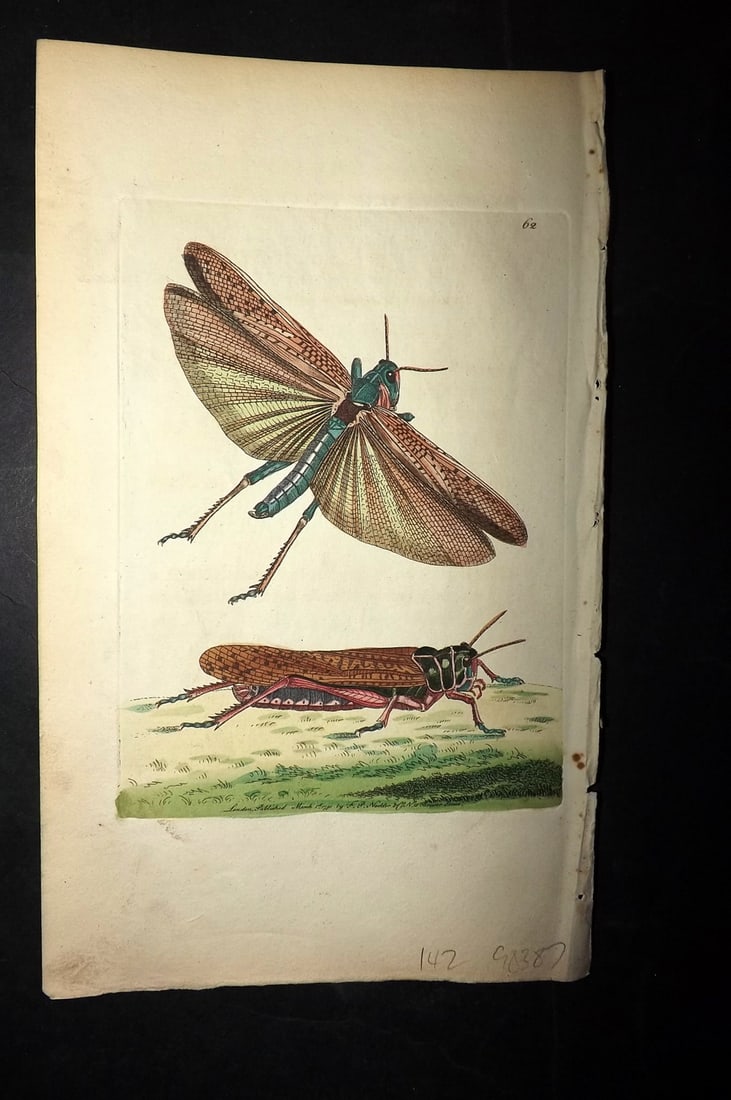 Shaw & Nodder 1789 Hand Col Print. Migratory or Wandering Locust 62: Hand Colored Copper Plate Published 1789-1813, London for "The Naturalist's Miscellany: or Coloured Figures of Natural Objects" by George Shaw and Frederick Nodder. With accompanying descriptive text.