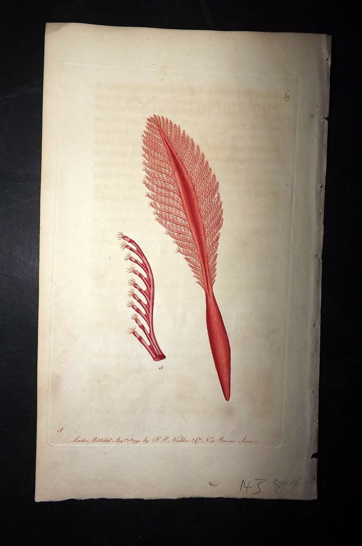 Shaw & Nodder 1789 Hand Col Print. Phosphoric Pennatula or Sea Pen 39: Hand Colored Copper Plate Published 1789-1813, London for "The Naturalist's Miscellany: or Coloured Figures of Natural Objects" by George Shaw and Frederick Nodder. With accompanying descriptive text.