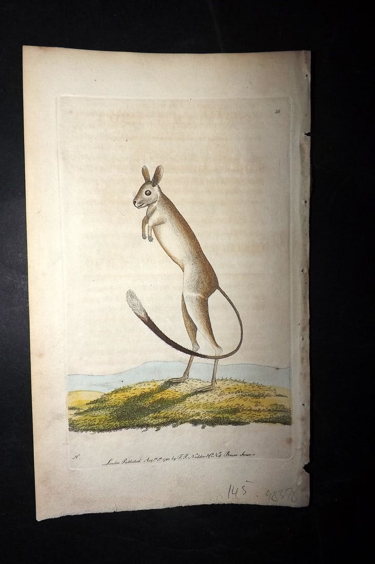 Shaw & Nodder 1789 Hand Col Print. Siberian Jerboa 38: Hand Colored Copper Plate Published 1789-1813, London for "The Naturalist's Miscellany: or Coloured Figures of Natural Objects" by George Shaw and Frederick Nodder. With accompanying descriptive text.