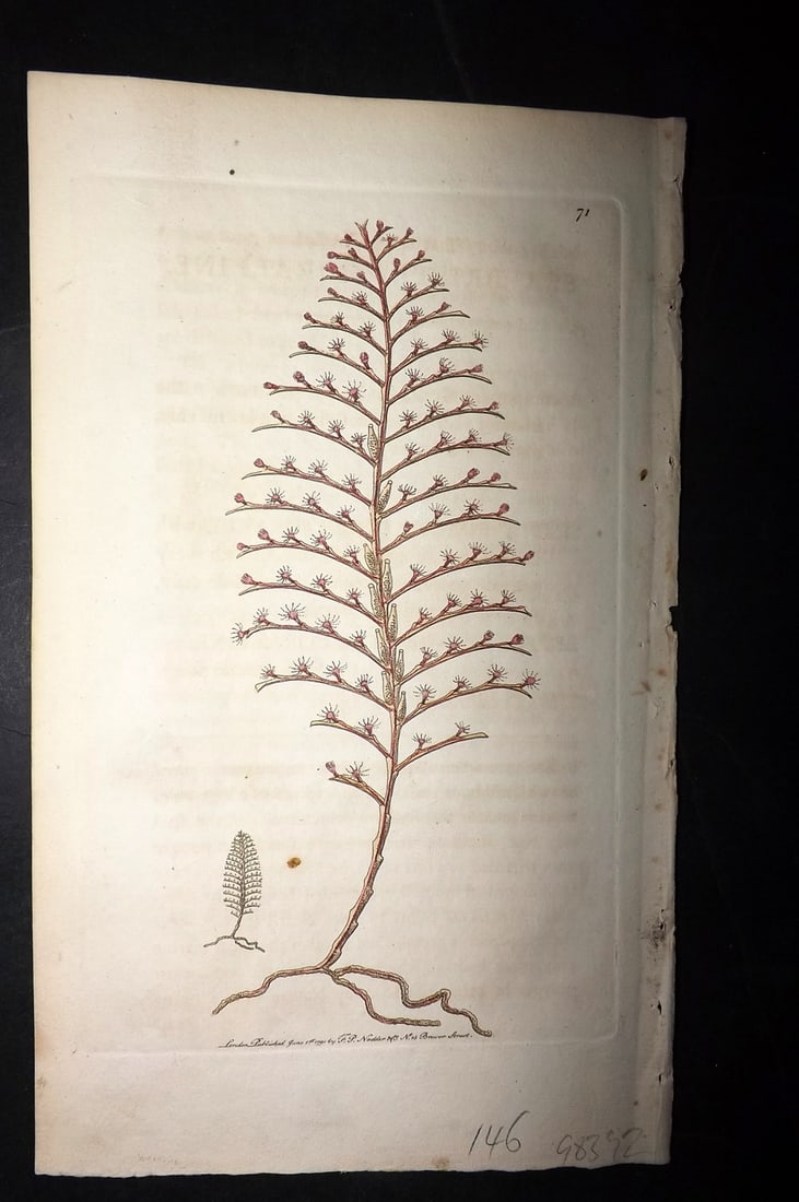 Shaw & Nodder 1789 Hand Col Print. Small Sea-Bristle Coralline 71: Hand Colored Copper Plate Published 1789-1813, London for "The Naturalist's Miscellany: or Coloured Figures of Natural Objects" by George Shaw and Frederick Nodder. With accompanying descriptive text.