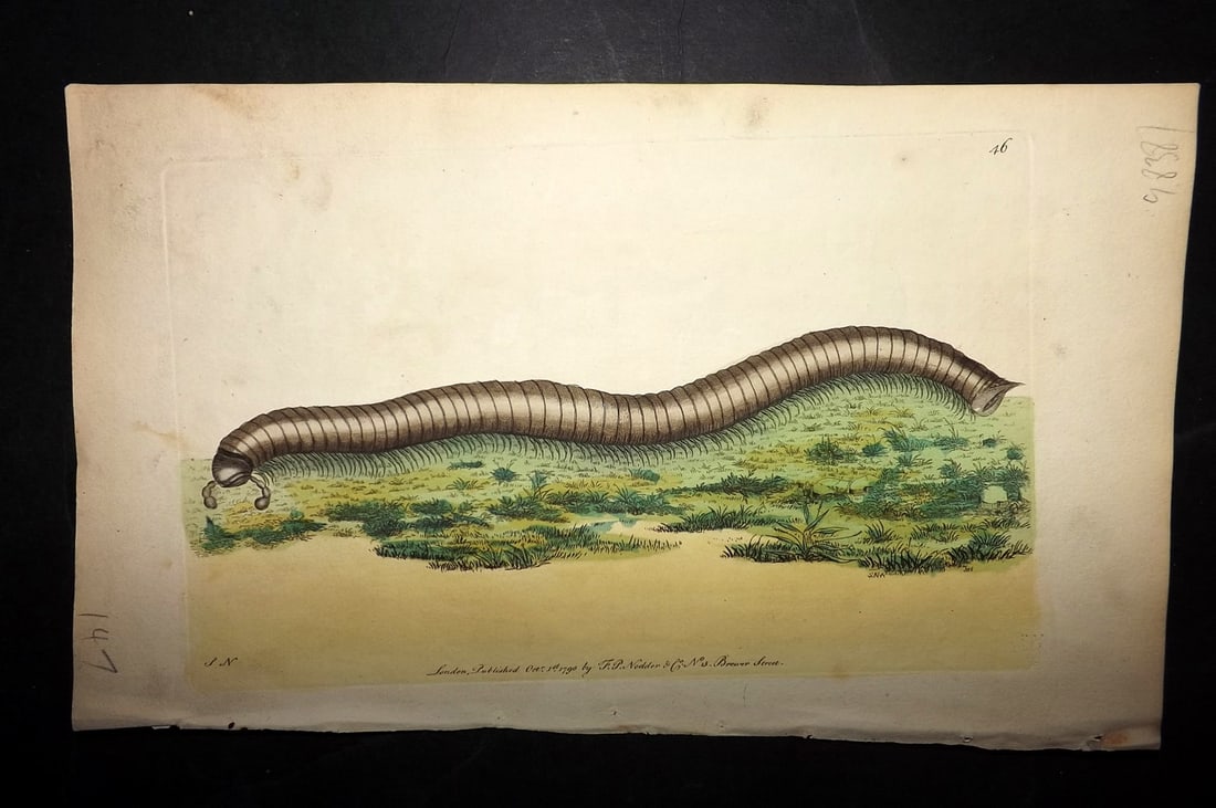 Shaw & Nodder 1789 Hand Col Print. The Great Julus 46: Hand Colored Copper Plate Published 1789-1813, London for "The Naturalist's Miscellany: or Coloured Figures of Natural Objects" by George Shaw and Frederick Nodder. With accompanying descriptive text.