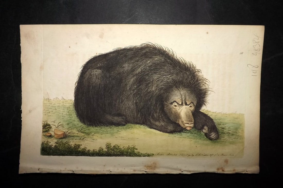 Shaw & Nodder 1789 Hand Col Print. Ursine Bradypus or Ursiform Sloth 58: Hand Colored Copper Plate Published 1789-1813, London for "The Naturalist's Miscellany: or Coloured Figures of Natural Objects" by George Shaw and Frederick Nodder. With accompanying descriptive text.