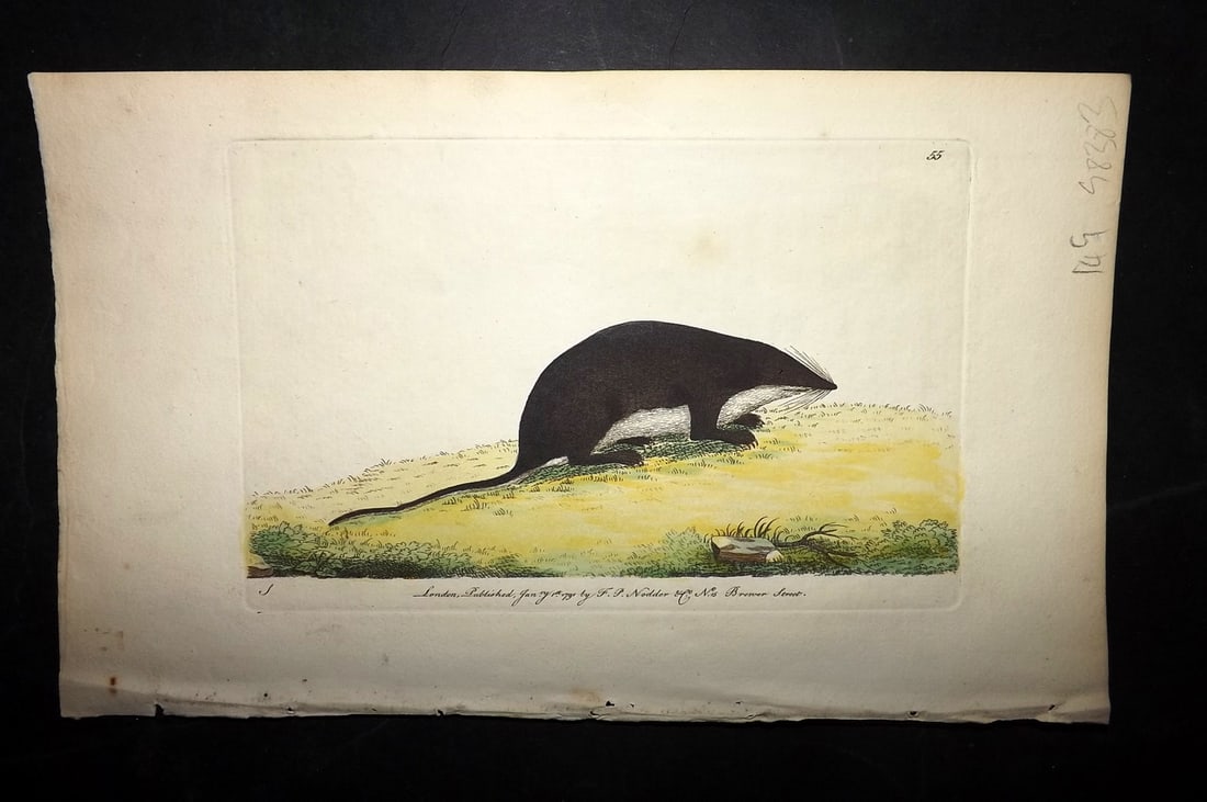 Shaw & Nodder 1789 Hand Col Print. Water Shrew 55: Hand Colored Copper Plate Published 1789-1813, London for "The Naturalist's Miscellany: or Coloured Figures of Natural Objects" by George Shaw and Frederick Nodder. With accompanying descriptive text.