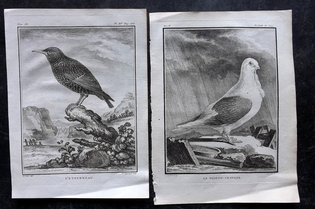 Buffon, Comte de C1780 Pair of Bird Prints. First Edition (1 of 2)
