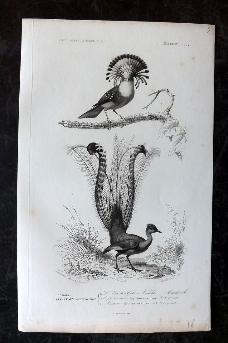 d'Orbigny, Charles 1849 Bird Print. Australia Lyrebird, Royal Flycatcher 02 (1 of 1)