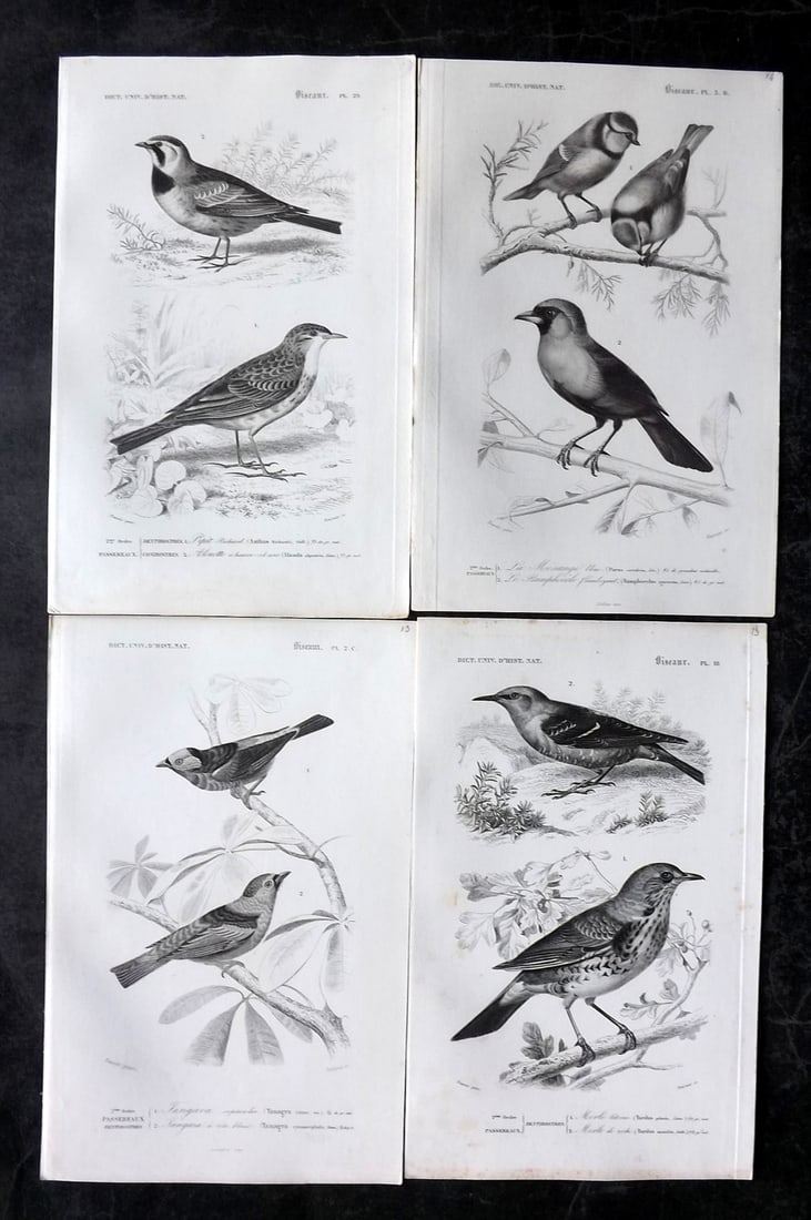 d'Orbigny, Charles 1849 Lot of 4 Antique Bird Prints (1 of 2)