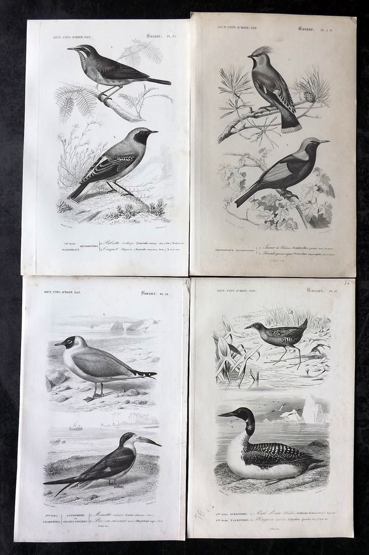 d'Orbigny, Charles 1849 Lot of 4 Antique Bird Prints (1 of 2)