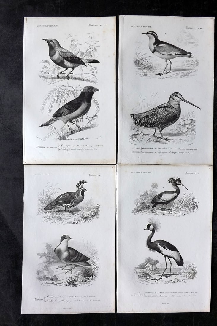 d'Orbigny, Charles 1849 Lot of 4 Antique Bird Prints (1 of 2)