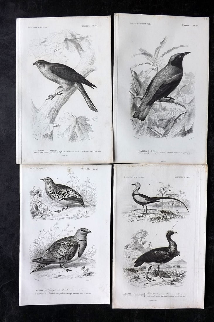d'Orbigny, Charles 1849 Lot of 4 Antique Bird Prints (1 of 2)