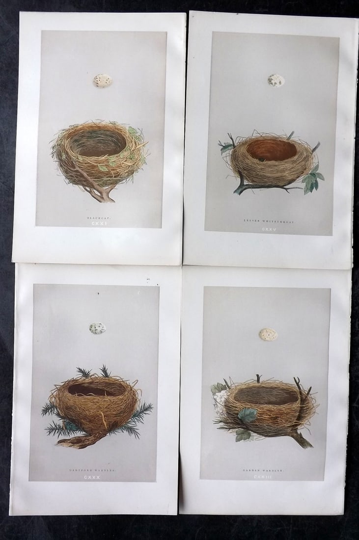 Morris, Francis 1896 Lot of 4 Bird Nest Prints: Woodblock Published 1896 by John C. Nimmo, London for "A Natural History of the Nests & Eggs of British Birds" By the Rev. Frances Orpen Morris, printed Benjamin Fawcett. Printed in colours and finish