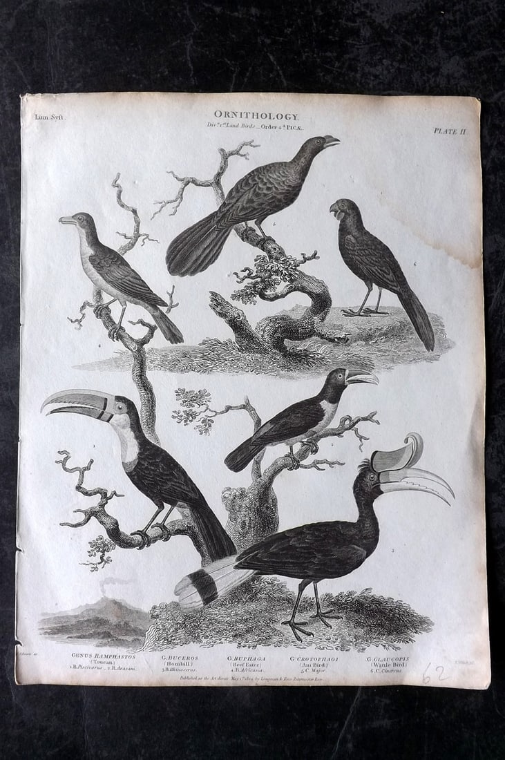 Rees, Abraham 1820 Bird Print. Toucan, Hornbill, Beef Eater, Wattle: Copper Plate Published 1802-20 by Longman, Hurst, Rees & Orme for "The Cycloaedia: or, Universal dictionary of arts, sciences, and literature" By Abraham Rees. Paper Size: 10.5 x 8.5 inch (27 x 22cm) 