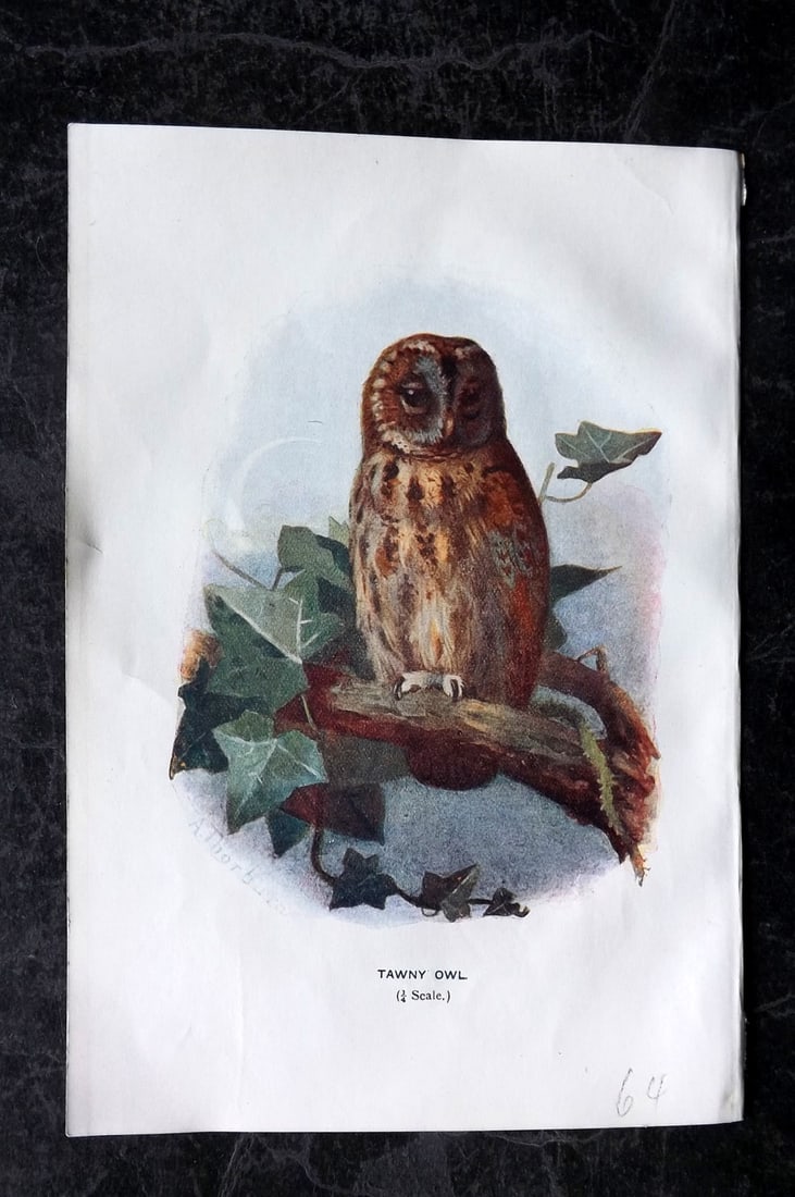 Swaysland, Walter 1901 Antique Bird Print. Tawny Owl (1 of 1)