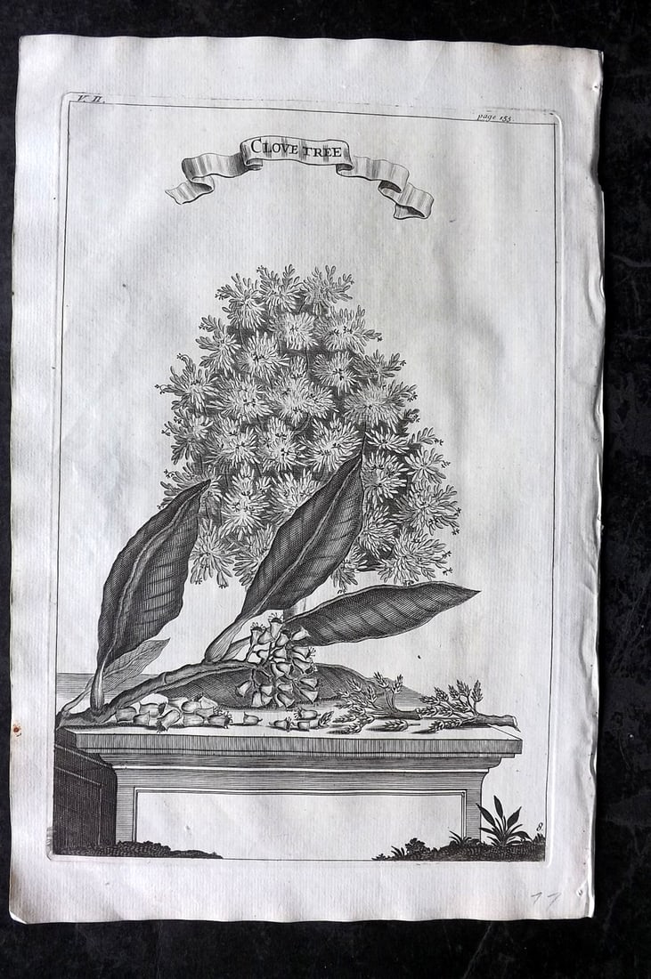 Churchill & Nieuhof 1744 Folio Botanical Print. Clove Tree (1 of 2)