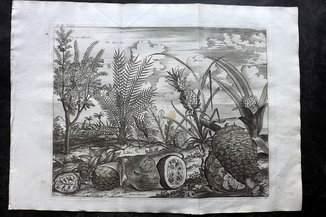Churchill & Nieuhof 1744 LG Folio Botanical Print. Pineapple, Date Tree etc (1 of 2)