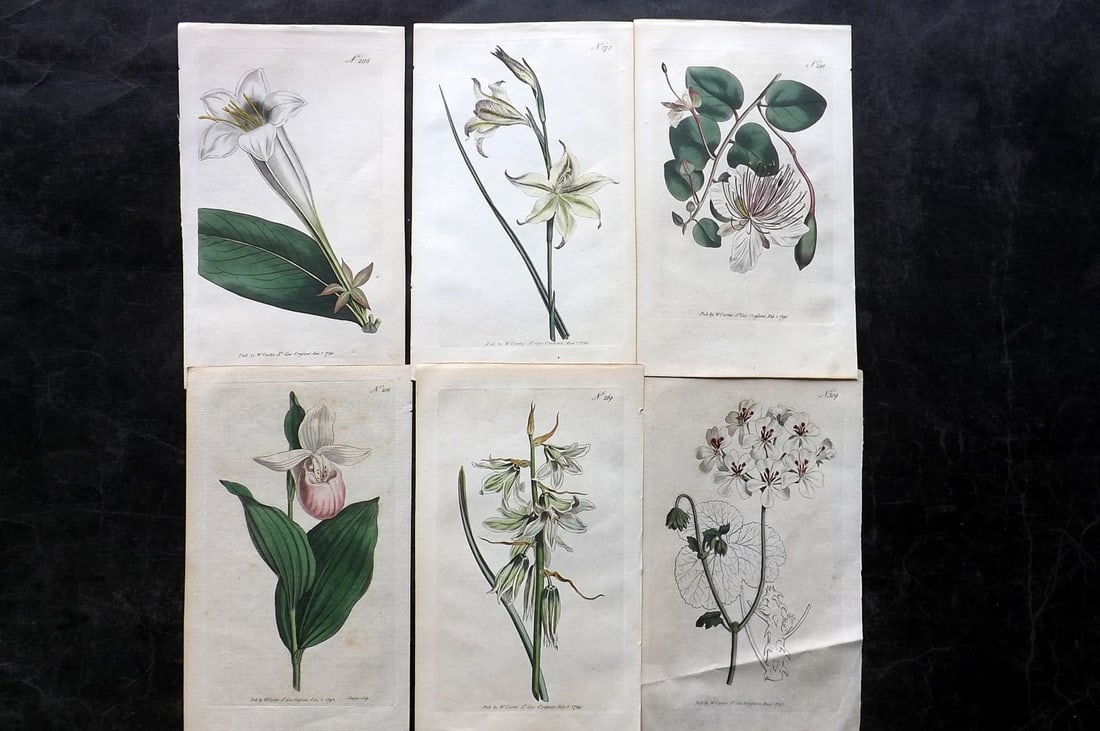 Curtis, William 1790's Lot of 6 Hand Col Botanical Prints (1 of 2)