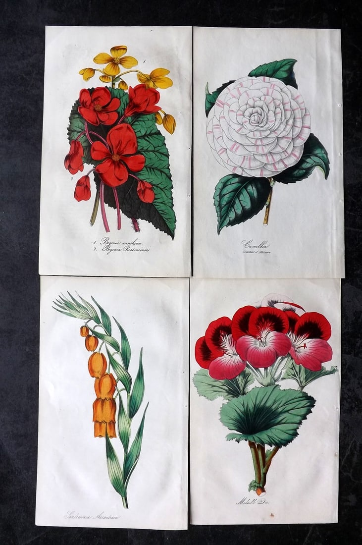 Floricultural Cabinet C1850 Lot of 4 Hand Col Botanical Prints: Hand Colored Lithographs Published C1850, London for "The Floricultural Cabinet and Florist's Magazine" by Joseph Harrison. Paper Size: 8.5 x 5 inch (22 x 13cm) Good Condition overall