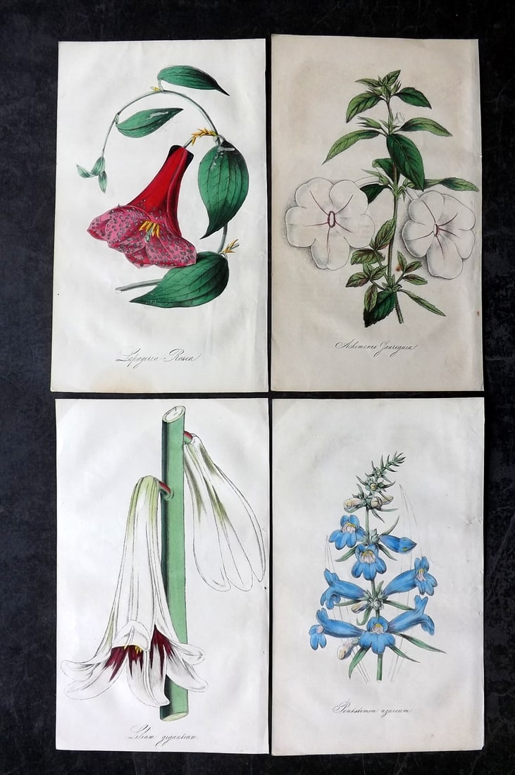 Floricultural Cabinet C1850 Lot of 4 Hand Col Botanical Prints: Hand Colored Lithographs Published C1850, London for "The Floricultural Cabinet and Florist's Magazine" by Joseph Harrison. Paper Size: 8.5 x 5 inch (22 x 13cm) Good Condition overall