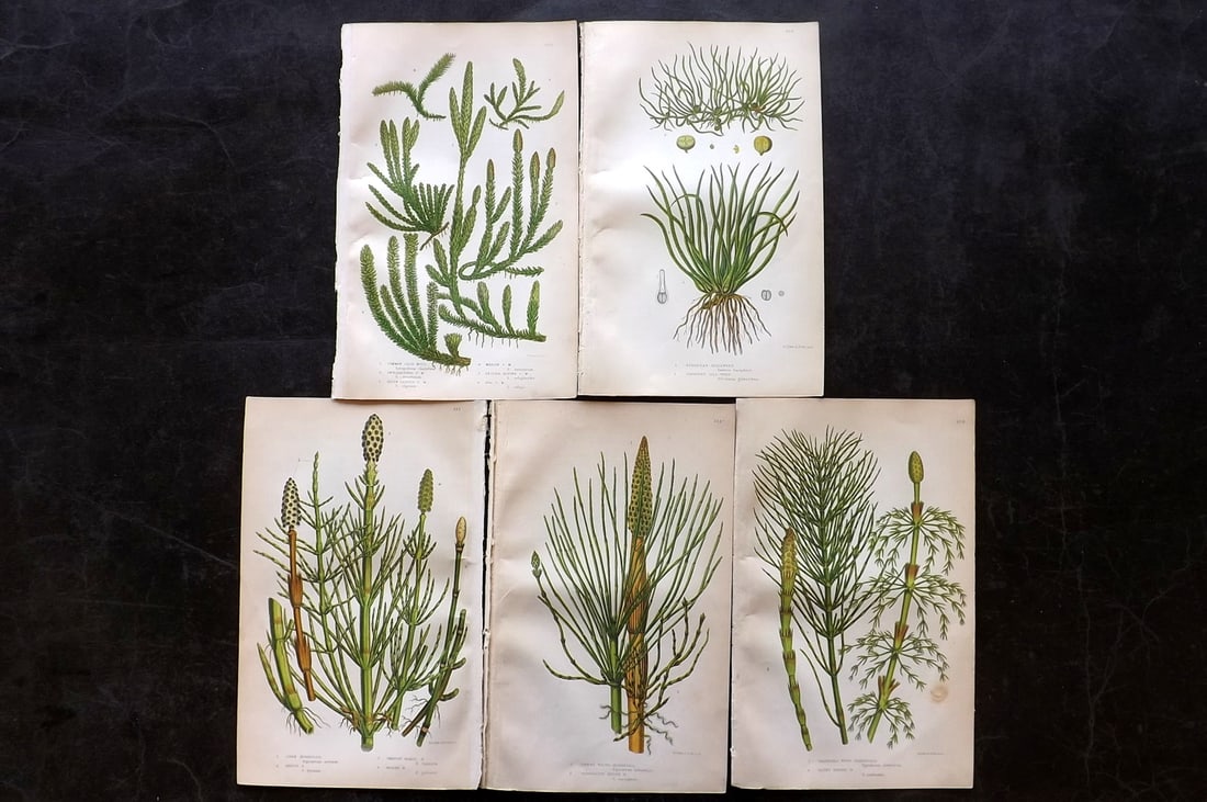 Pratt, Anne 1855 Lot of 5 Antique Botanical Prints. First Edition: Colour Printed Woodblocks Published 1855, London for "The Flowering Plants and Ferns of Great Britain" First Edition by Anne Pratt. Paper Size: 8.5 x 5.5 inch (22 x 14cm) Slightly tight margins as bou
