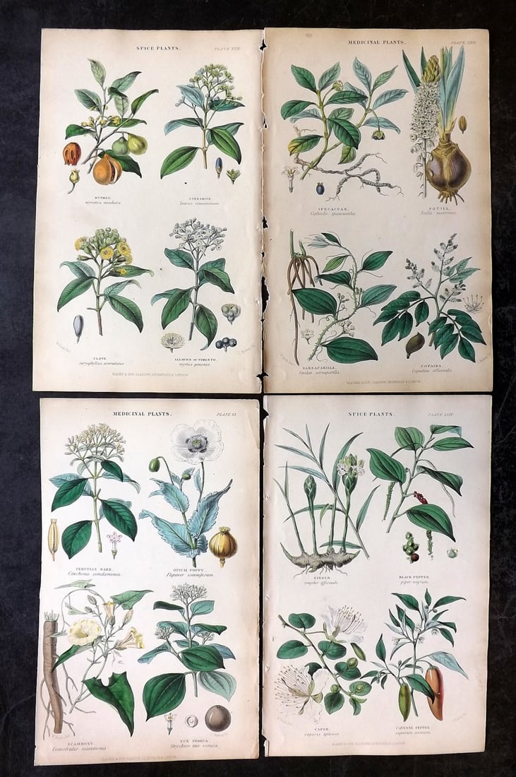 Rhind, William C1855 Lot of 4 Hand Col Botanical Prints (1 of 2)
