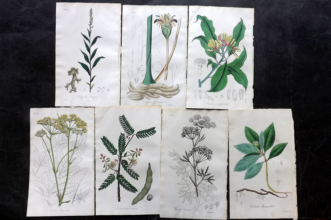 Stephenson, John 1834 Lot of 7 Hand Col Botanical Prints: Hand Colored Etchings Published 1834-36, London for "Medical Botany; or, Illustrations and Descriptions of the Medicinal Plants..." by John Stephenson, James Morss Churchill and Gilbert T. Burnett. Pa