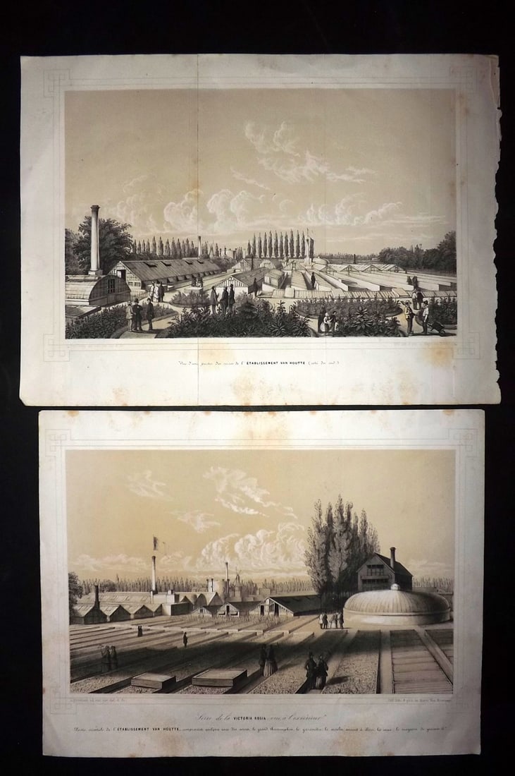 Van Houtte (Pub) C1860 Pair of Folio Greenhouse Prints. Belgium (1 of 2)