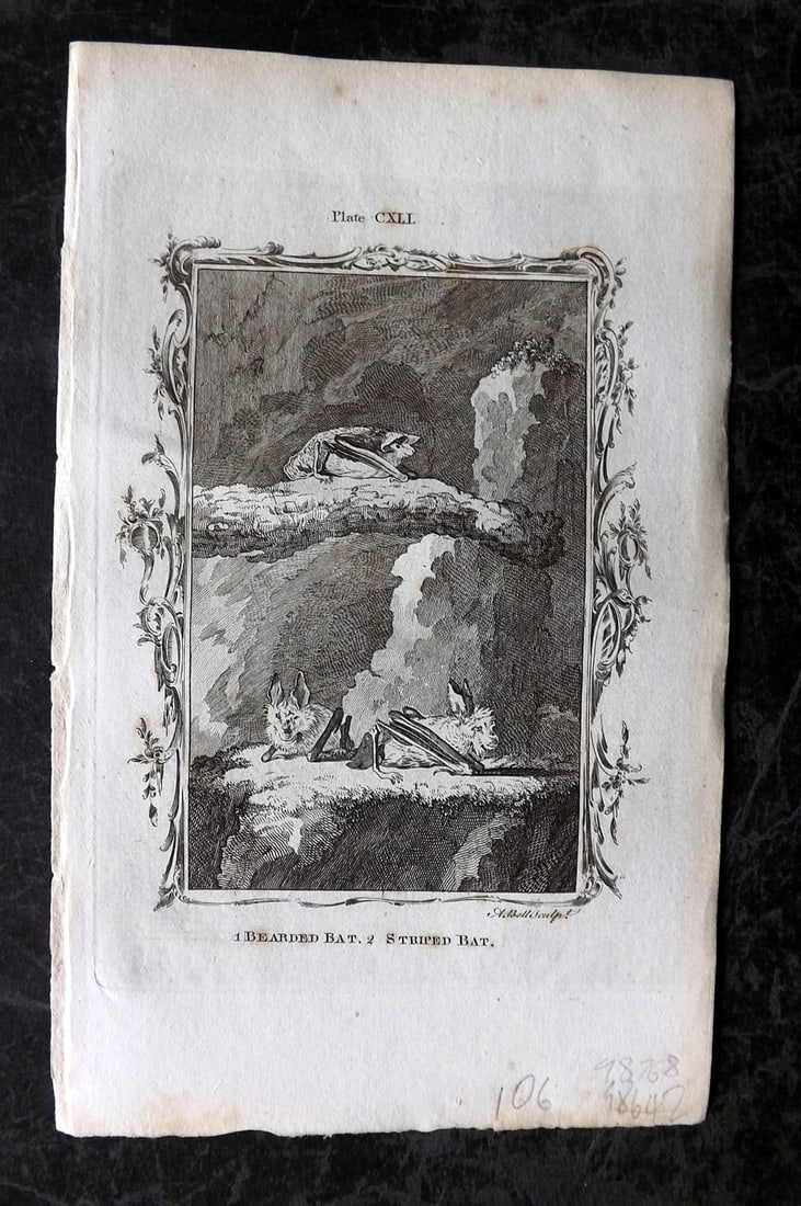 Buffon, Comte de 1785 Antique Print. Bearded & Striped Bat (1 of 1)