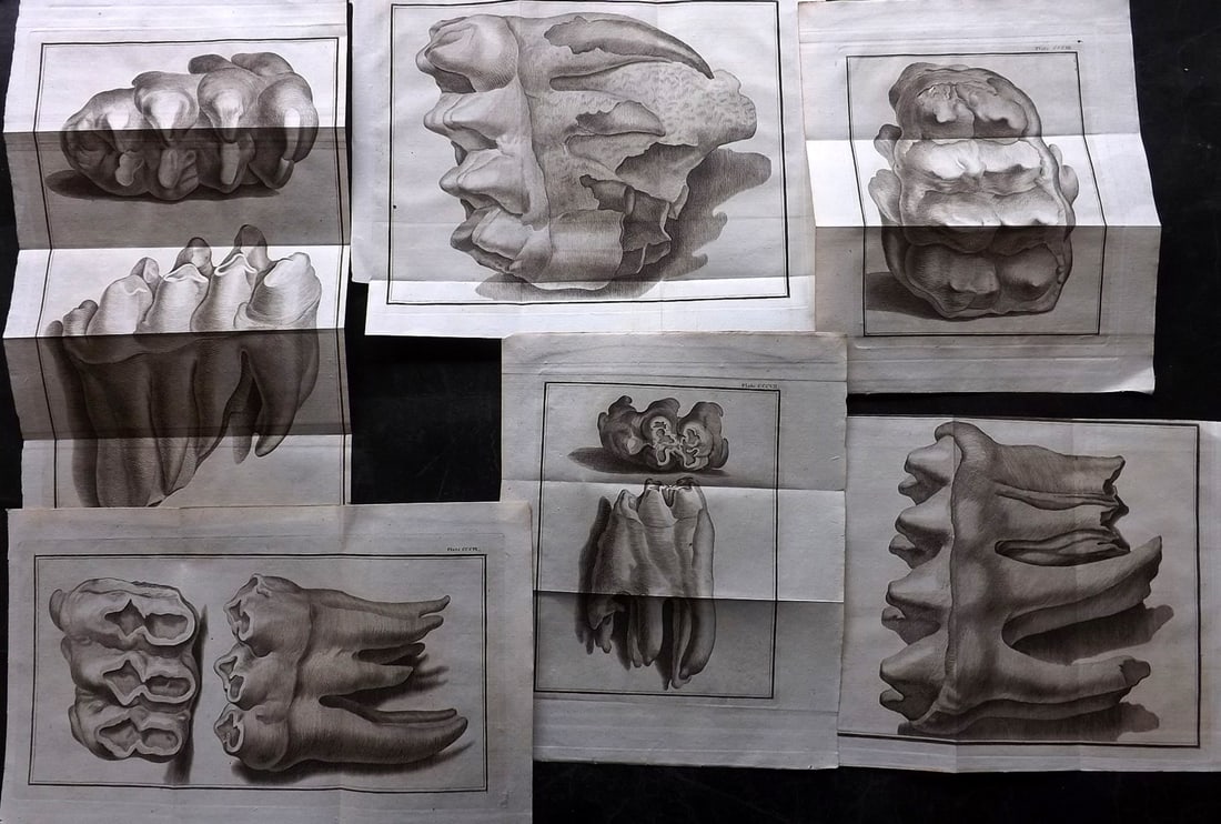 Buffon, Comte de 1785 Lot of 6 Prints. Fossil Teeth: Copper Plate Published 1785, London for "Natural History, General and Particular" by the Count de Buffon. Translated by William Smellie Folds as issued.. Paper Size: Up to 16 x 8 inch (40 x 20cm) Good