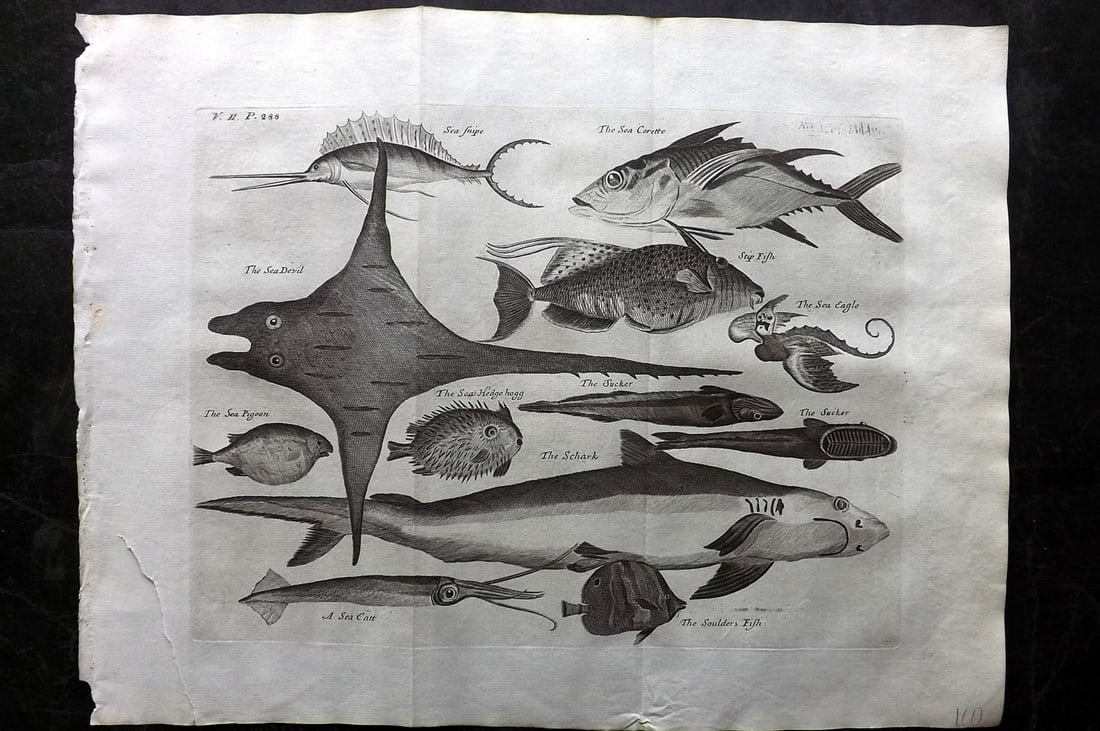 Churchill & Nieuhof 1744 LG Folio Print. Fish & Shark: Folio Copper Plate Published 1704-47 [1744] London for "A Collection of Voyages and Travels..." By Awnsham & John Churchill. The work based mostly on the Voyages and Travels into Brasil and the East-I