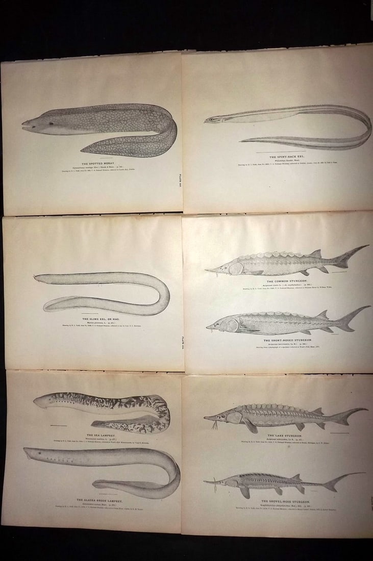 Goode, George Brown 1884 Lot of 6 Prints. Fish. USA: Lithographs Published 1884, Washington for "The Fisheries and Fishery Industries of the United States" by George Brown Goode. Paper Size: 11.5 x 9 inch (29 x 23cm) Good Condition
