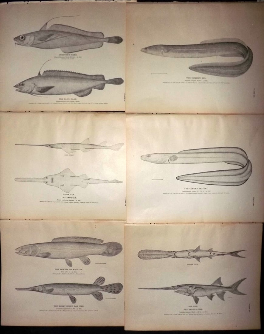 Goode, George Brown 1884 Lot of 6 Prints. Fish. USA: Lithographs Published 1884, Washington for "The Fisheries and Fishery Industries of the United States" by George Brown Goode. Paper Size: 11.5 x 9 inch (29 x 23cm) Good Condition