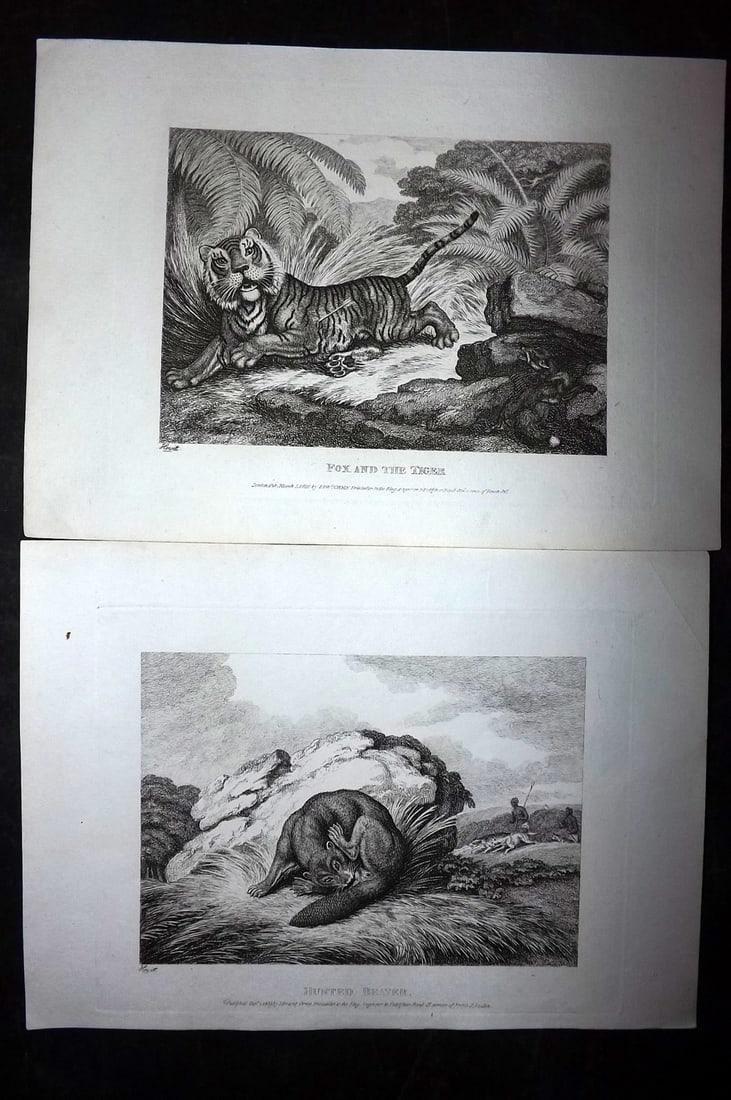 Howitt, Samuel 1811 Pair of Etchings. Tiger, Fox, Hunted Beaver: Etchings Published 1811, London for "A New Work of Animals?" Drawn and Etched by Samuel Howitt. Paper Size: 11 x 7.5 inch (28 x 19cm) Good Condition