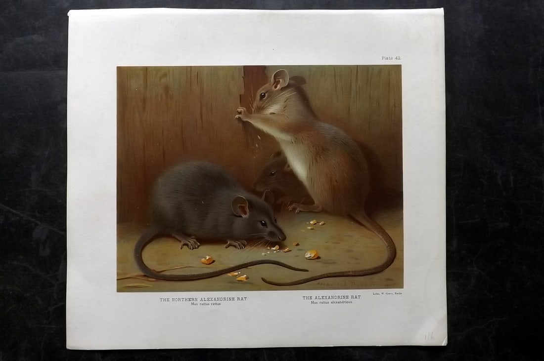Millais, John 1904 Rare Folio Print. Alexandrine Rat: Folio Chromolithograph Published 1904, London for "The Mammals of Great Britain and Ireland" by John Guille Millais. Illustrated by Archibald Thorburn, George Lodge and the Author. Rare - Limited Edit