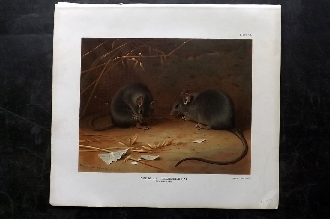 Millais, John 1904 Rare Folio Print. Black Alexandrine Rat: Folio Chromolithograph Published 1904, London for "The Mammals of Great Britain and Ireland" by John Guille Millais. Illustrated by Archibald Thorburn, George Lodge and the Author. Rare - Limited Edit