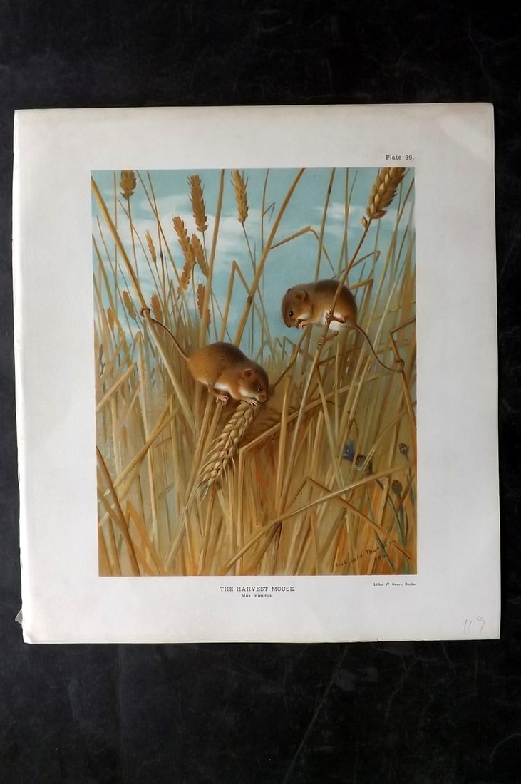 Millais, John 1904 Rare Folio Print. Harvest Mouse (1 of 1)