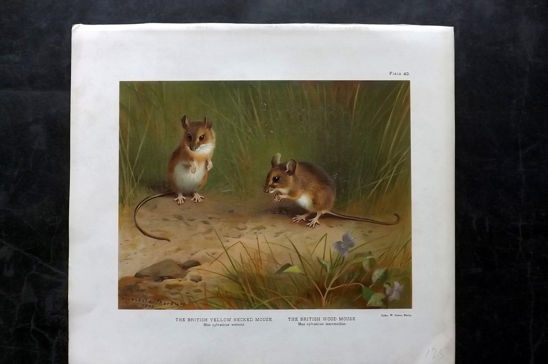 Millais, John 1904 Rare Folio Print. Yellow Necked & Wood Mouse: Folio Chromolithograph Published 1904, London for "The Mammals of Great Britain and Ireland" by John Guille Millais. Illustrated by Archibald Thorburn, George Lodge and the Author. Rare - Limited Edit