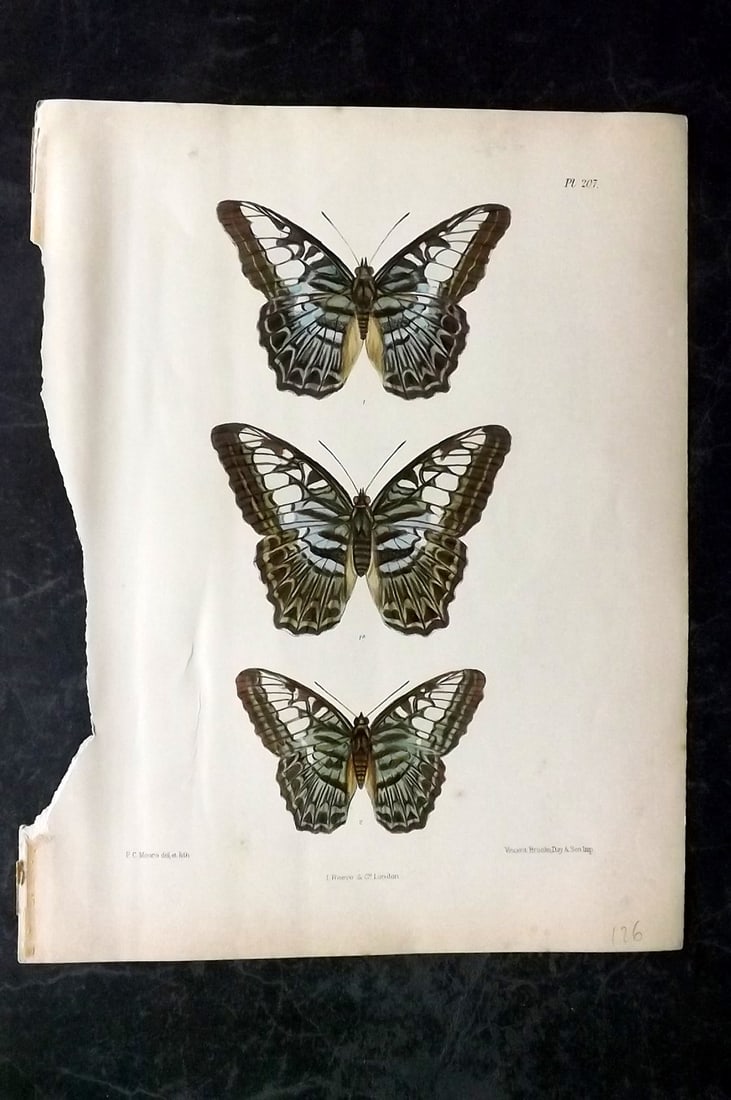 Moore, Frederic 1890's Rare Hand Col India Butterfly Print 207: Hand Colored Lithograph Published 1890-1913, London for "Lepidoptera Indica" by Frederic Moore. Fine hand colour heightened with Gum Arabic. Paper Size: 11.5 x 8.5 inch (29 x 22cm) Loss to left margin