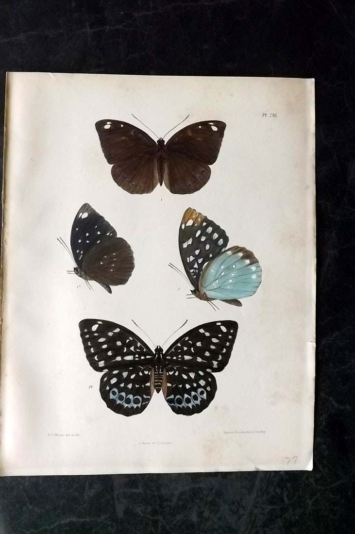 Moore, Frederic 1890's Rare Hand Col India Butterfly Print 216: Hand Colored Lithograph Published 1890-1913, London for "Lepidoptera Indica" by Frederic Moore. Fine hand colour heightened with Gum Arabic. Paper Size: 11.5 x 8.5 inch (29 x 22cm) Minor background to