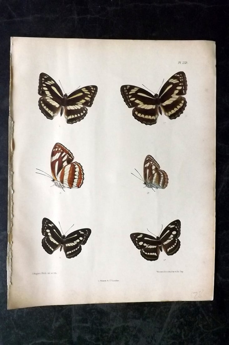 Moore, Frederic 1890's Rare Hand Col India Butterfly Print 259: Hand Colored Lithograph Published 1890-1913, London for "Lepidoptera Indica" by Frederic Moore. Fine hand colour heightened with Gum Arabic. Paper Size: 11.5 x 8.5 inch (29 x 22cm) Good Condition